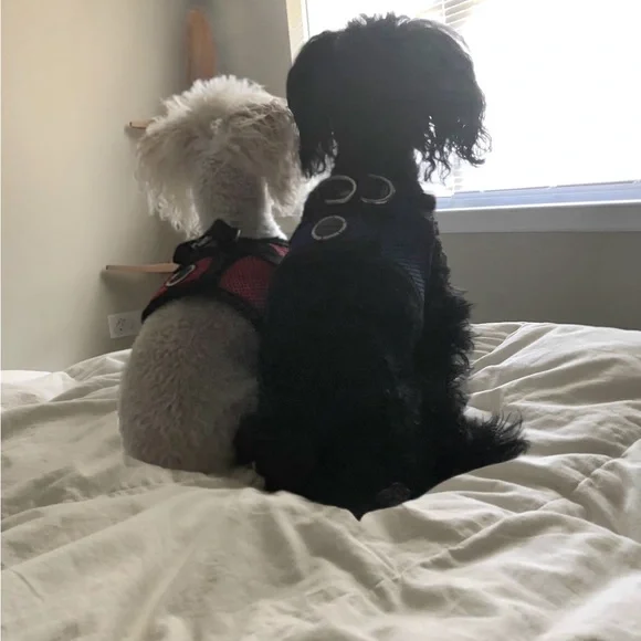 Live Show! - Picture 5 of 5